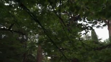Ormandaki uzun ve sık ağaçların altında hareketli el değmemiş Steadicam çekimlerinden.. 