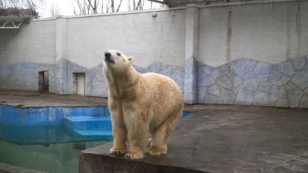 The White Polar Bear Walks in the Zoo. A Beautiful Animal. — Stock Video