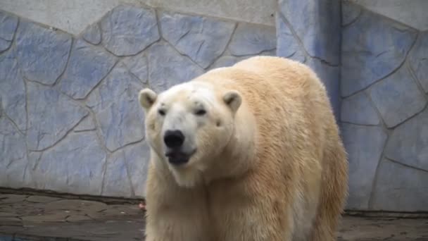 Bílý lední medvěd se prochází v ZOO. Krásné zvíře. — Stock video