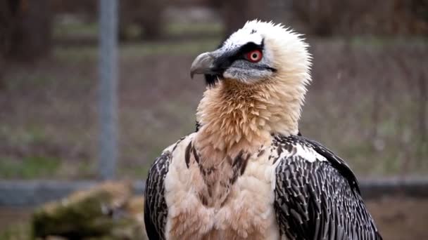 Seekor burung cantik dengan mata merah ternyata kepalanya 360 derajat di kebun binatang. — Stok Video