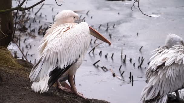 Birkaç pelikan kışın nehrin kıyısında dinleniyor. Güzel kuşlar. — Stok video