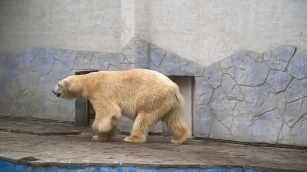 El oso polar blanco camina en el zoológico. Un hermoso animal. — Vídeo de stock