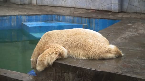 The White Polar Bear Funny Lies on Belly in the Zoo. Krásné zvíře. — Stock video