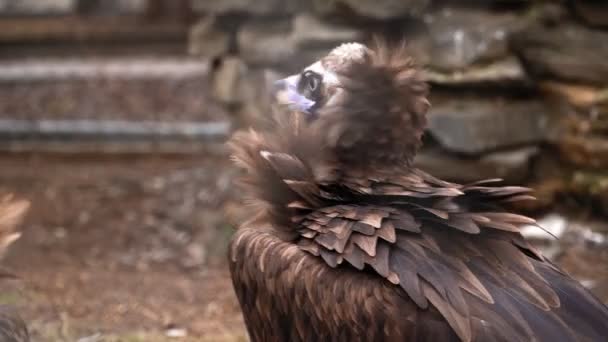 Egy barna keselyű madár hosszú csőrrel rács mögött az állatkertben.. — Stock videók
