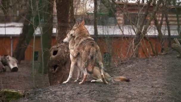 Dos hermosos lobos jugando detrás de las rejas en el zoológico. Lobo. Animales depredadores. — Vídeo de stock
