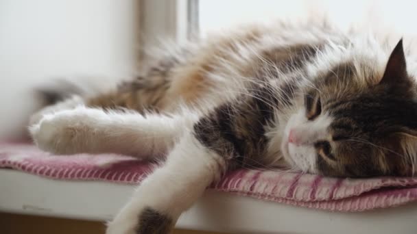 Drăguț pisică pufoasă cu somn sau napping pe așternut acasă pe pervazul ferestrei — Videoclip de stoc