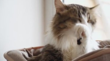 Şirin Yumuşak Kedi Pencere Kenarındaki Evde Yıkandı. Evcil hayvan sevgisi. Yakın plan..