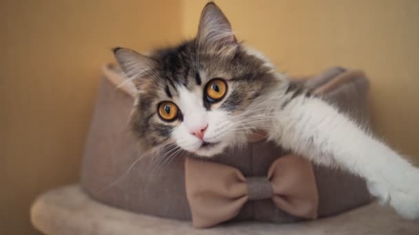 Hermoso gato esponjoso con grandes ojos de jengibre miente en casa. Cuidado y amor por las mascotas — Vídeos de Stock