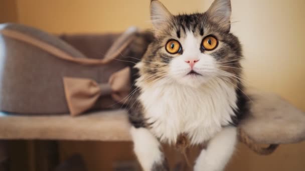 Beautiful Fluffy Cat with Big Ginger Eyes Lies at Care and