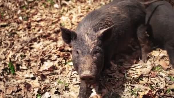 Porco selvagem sujo vai direto para a câmera. Movimento lento — Vídeo de Stock