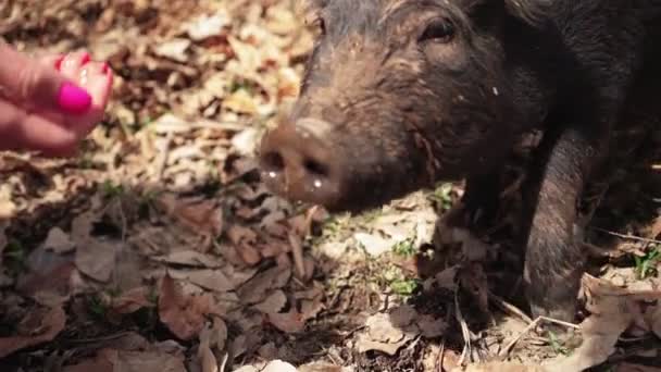 Kobieta karmi dziką świnię w lesie. Zwolniony ruch — Wideo stockowe