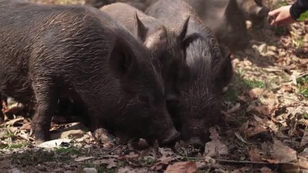 Manada de cerdos salvajes en busca de comida. Movimiento lento — Vídeos de Stock