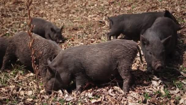 Стадо диких свиней ищет еду. Медленное движение — стоковое видео