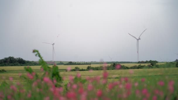En un hermoso campo con flores rosadas, hay molinos de viento en la distancia. — Vídeos de Stock