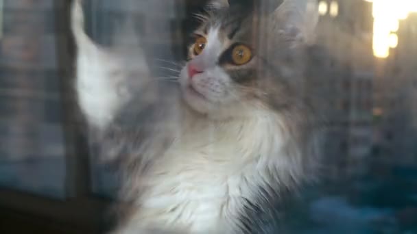 Смешной пушистый кот с красными глазами царапает окно и просит выйти наружу.. — стоковое видео