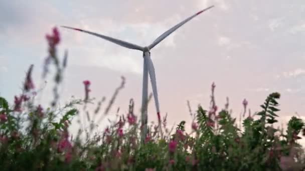 V krásném poli s růžovými květy Pracovní větrné mlýny. Obnovitelná energie — Stock video
