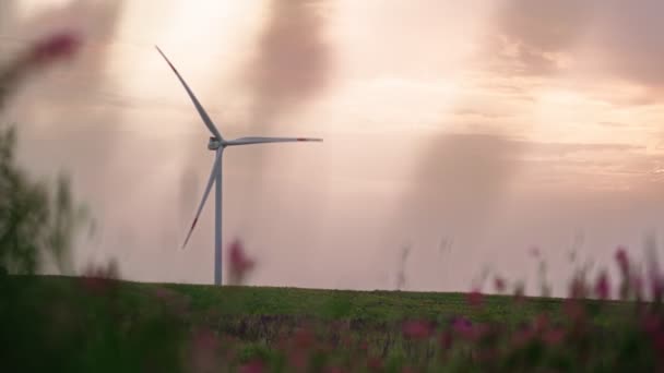 I ett vackert fält med rosa blommor fungerar väderkvarnar. Förnybar energi — Stockvideo