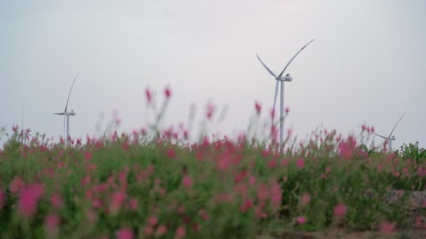 En un hermoso campo con flores rosadas Molinos de viento de trabajo. Energía renovable — Vídeos de Stock