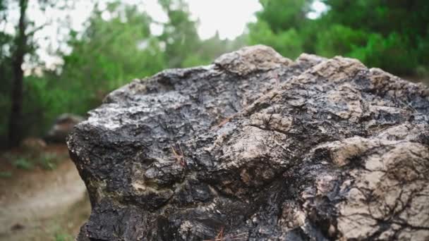 Close-up of raindrops falling on a stone in a green forest. Slow motion. — Stock Video