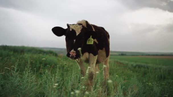 En flock kor betar på ett fält en tråkig dag. Uppfödningskoncept för nötkreatur. — Stockvideo