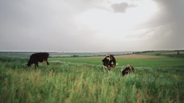 Eine Herde Kühe weidet an einem tristen Tag auf einem Feld. Rinderzuchtkonzept. — Stockvideo
