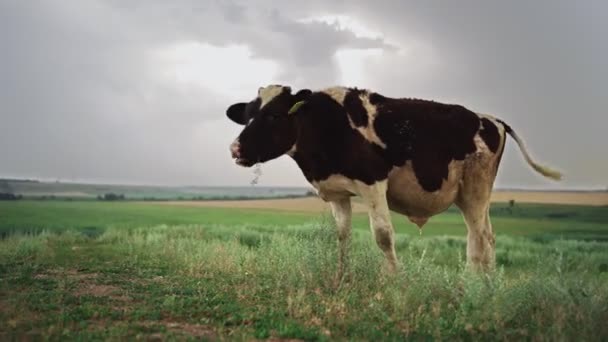 Sıkıcı bir günde bir tarlada otlayan inek sürüsü. Sığır yetiştirme konsepti. — Stok video
