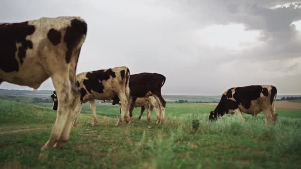 Sıkıcı bir günde bir tarlada otlayan inek sürüsü. Sığır yetiştirme konsepti. — Stok video