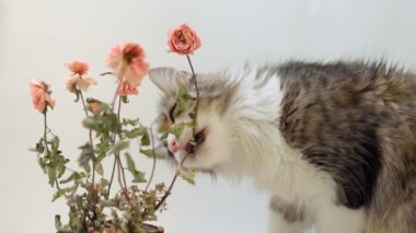 Oyuncu evcil kedi beyaz arka planda bir çiçeği yiyor. Komik hayvanlar.
