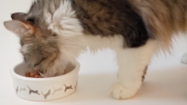 하얀 배경에 놓인 대접에서 아름다운 집고양이가 식사를 한다 — 비디오