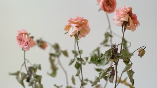 Getrocknete Blume im Topf auf weißem Hintergrund. Totes Pflanzensterben und Depressionen — Stockvideo