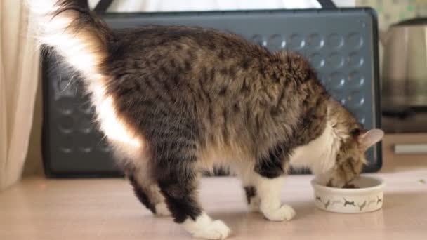 Красивая домашняя кошка ест из миски — стоковое видео