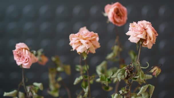 Fleur séchée en pot sur fond noir. Plante morte concept de mort et de dépression — Video