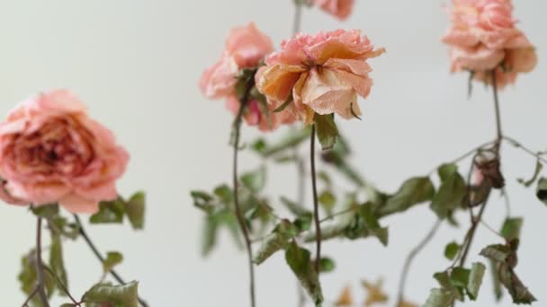 Fleur séchée en pot sur fond blanc. Plante morte concept de mort et de dépression — Video