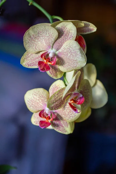Macro Visão Abstrata Bela Flor Amarelo Vermelho Traça Orquídeas Phalaenopsis — Fotografia de Stock