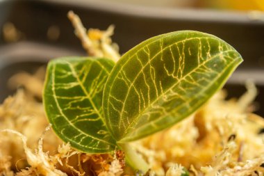 Sphagnum yosununda yeni kökleşmiş Jewel Orkide kesiklerinin (Macodes petola) makro görüntüsü, şimşeklere benzeyen karmaşık yanardöner altın damarlarla