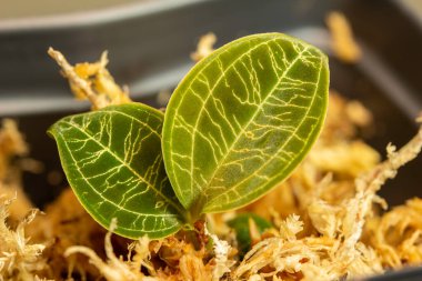 Sphagnum yosununda yeni kökleşmiş Jewel Orkide kesiklerinin (Macodes petola) makro görüntüsü, şimşeklere benzeyen karmaşık yanardöner altın damarlarla