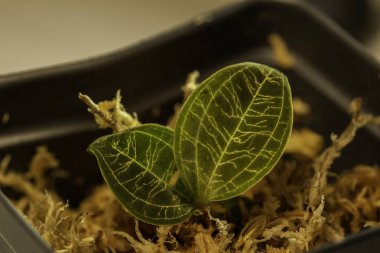 Sphagnum yosununda yeni kökleşmiş Jewel Orkide kesiklerinin (Macodes petola) makro görüntüsü, şimşeklere benzeyen karmaşık yanardöner altın damarlarla