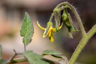 Tek bir sarı domates çiçeğinin makro soyut sanat dokusu görünümü, çözünmüş bahçe arka planına sahip bir sarmaşıkta büyüyor.