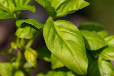 Taze yetişen fesleğen bitkisi yapraklarının makro soyut doku görünümü, odaklanmamış arka plan ve boşluğu kopyala