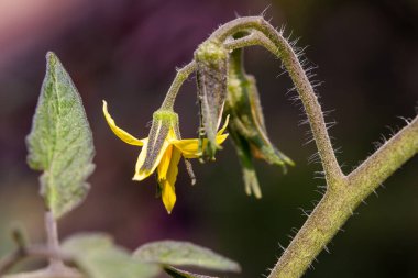 Tek bir sarı domates çiçeğinin makro soyut sanat dokusu görünümü, çözünmüş bahçe arka planına sahip bir sarmaşıkta büyüyor.