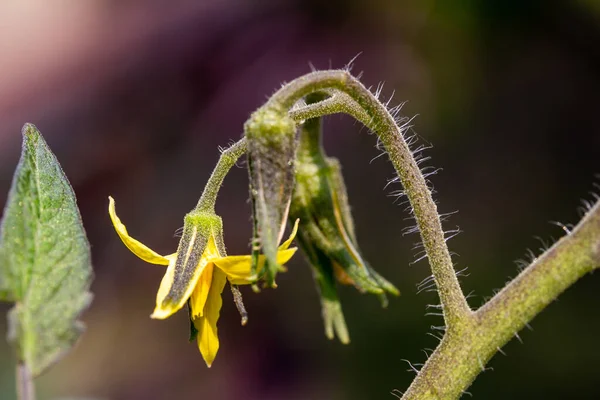 Macro abstract art texture view of a single yellow tomato flower blossom, growing on a vine with defocused garden background