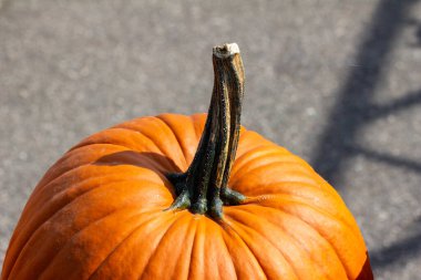 Geniş, taze toplanmış, balkabağı büyüklüğünde turuncu bir balkabağının, tarafsız, dışarı odaklanmış arka planının soyut görüntüsünü kapat.