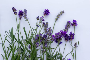 Küçük bir demet mor lavanta çiçeğinin tam çerçeve desen görünümü beyaz bir arkaplanda, kopyalama alanı ile