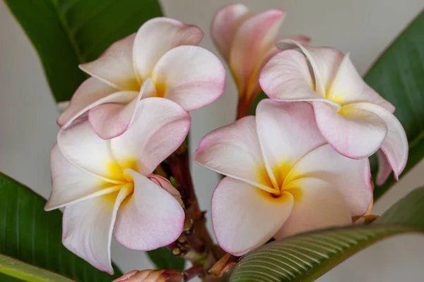 Makro Kilátás Gyönyörű Fehér Rózsaszín Virág Virágzik Virágzása Egy Plumeria — Stock Fotó