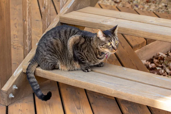 在雪松木甲板的楼梯上 近距离观察一只年轻的灰色条纹斑斑猫 探索它周围的区域 — 图库照片
