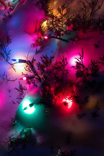 Close Abstract Texture Background Colorful Christmas Holiday Lights Juniper Bushes — Stock Photo, Image