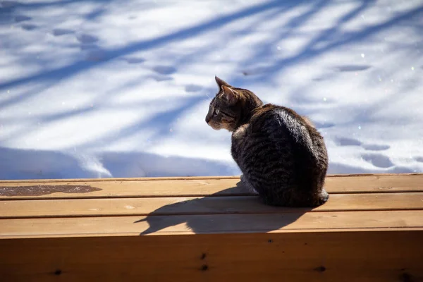 Close View Brown Gray Domestic Tabby Cat Sitting Wooden Deck — 스톡 사진