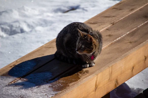 Close View Brown Gray Domestic Tabby Cat Sitting Wooden Deck — 스톡 사진