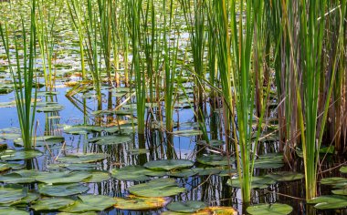 Full frame scenic lakeshore waterfront view of lily pads, tall grasses and cattails, on a sunny summer day