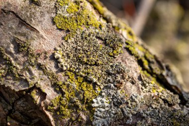 İlkbahar güneşi altında olgun bir yaban elması (malus) ağacında büyüyen yosun ve yosunun makro doku arka planı